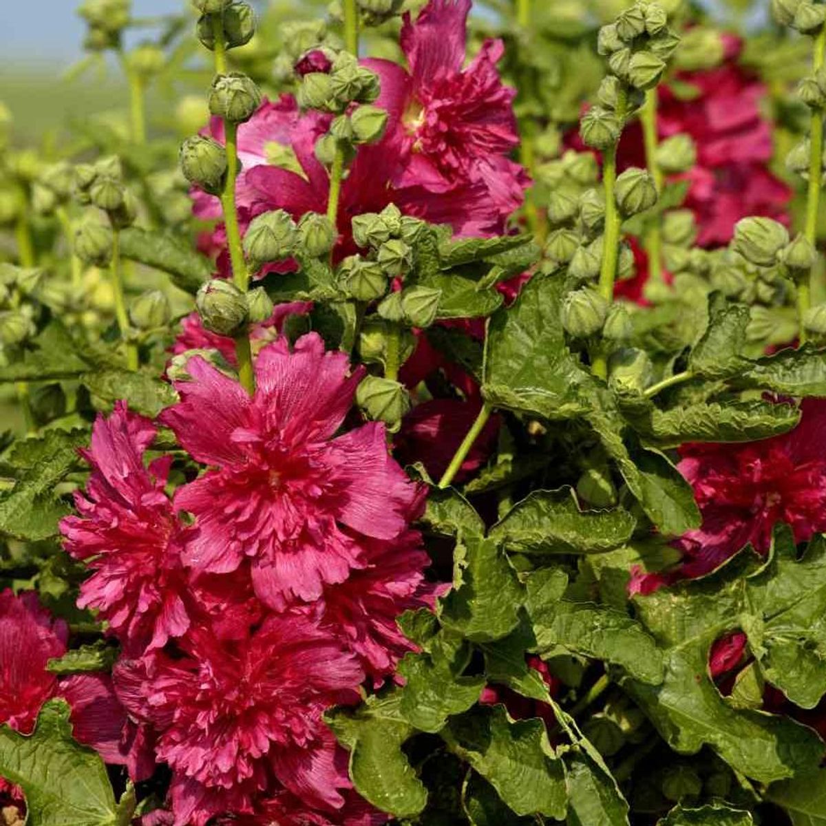 Alcea rosea Spring Celebrity Carmine-Rose. Stokkrose -Frø-