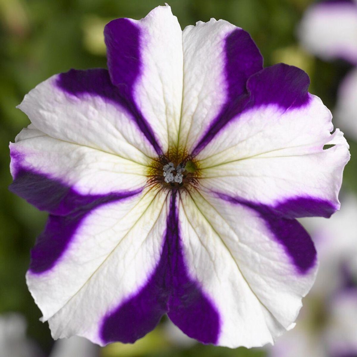 Petunia grandiflora Tritunia Blue Star - Frø -