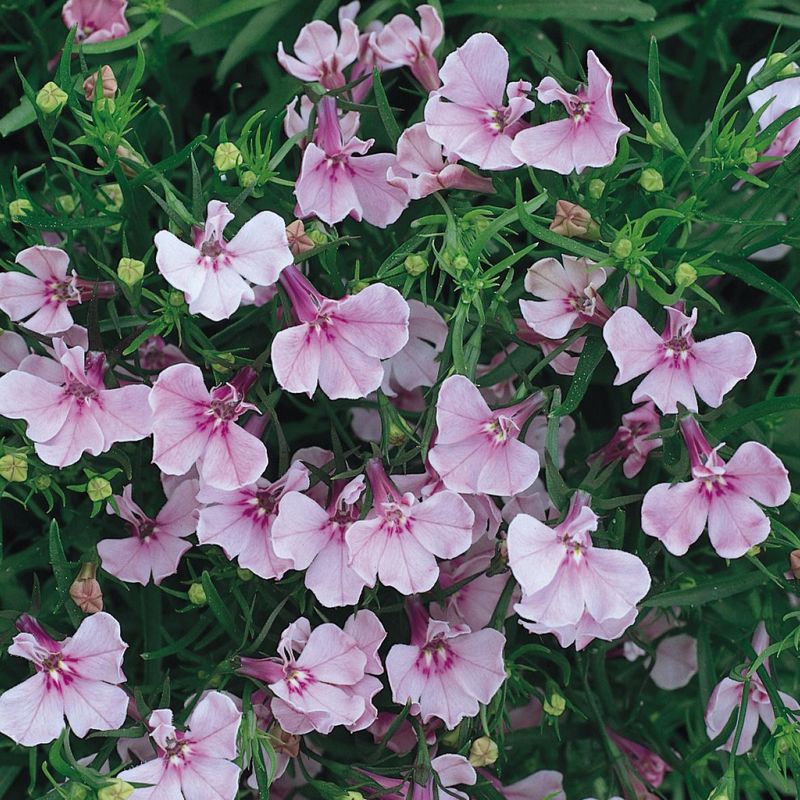 Lobelia erinus riviera lilac - Frø -