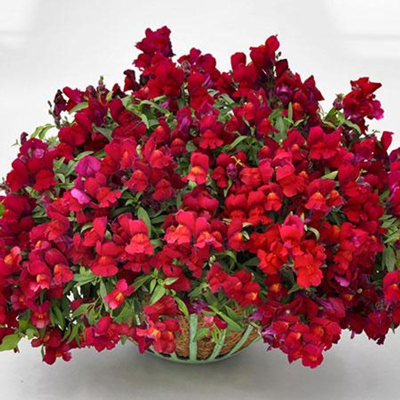Antirrhnum majus F1 Floral Showers Scarlet - Frø-  Løvemunn