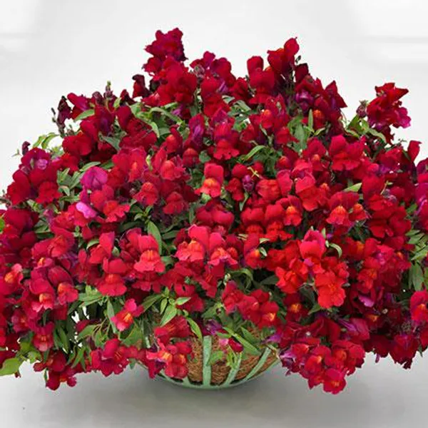 Hovedbilde Antirrhnum majus F1 Floral Showers Scarlet - Frø- ...