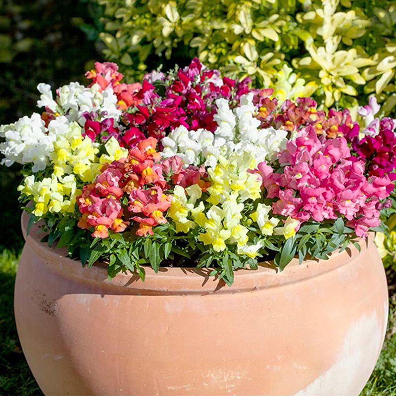 Antirrhinum majus Twinny Full Mix - Frø - Løvemunn