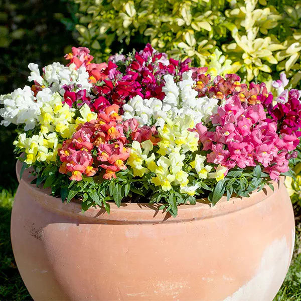 Hovedbilde Antirrhinum majus Twinny Full Mix - Frø - ...