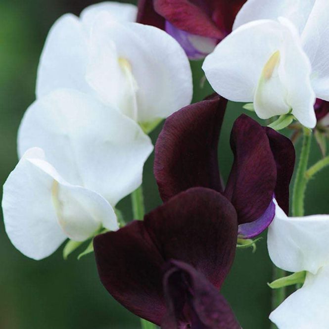 Hovedbilde Lathyrus Night and Day - Frø - Blomsterert