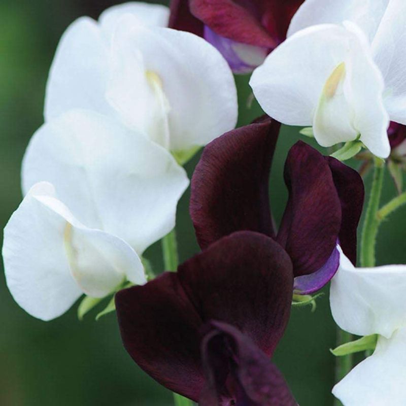 Lathyrus Night and Day - Frø - Blomsterert
