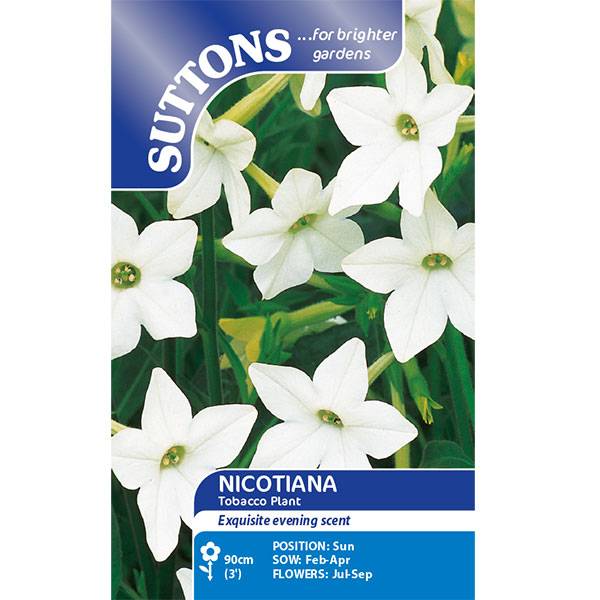 Bilde av NICOTIANA Affinis. PRYDTOBAKK