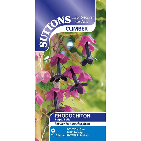Bilde av RHODOCHITON Purple Bells