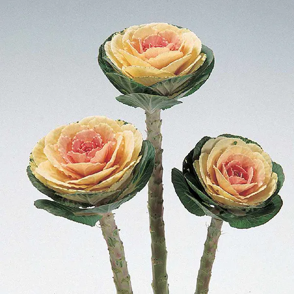 Hovedbilde Brassica  White Crane F1 -Frø -Pyntekål