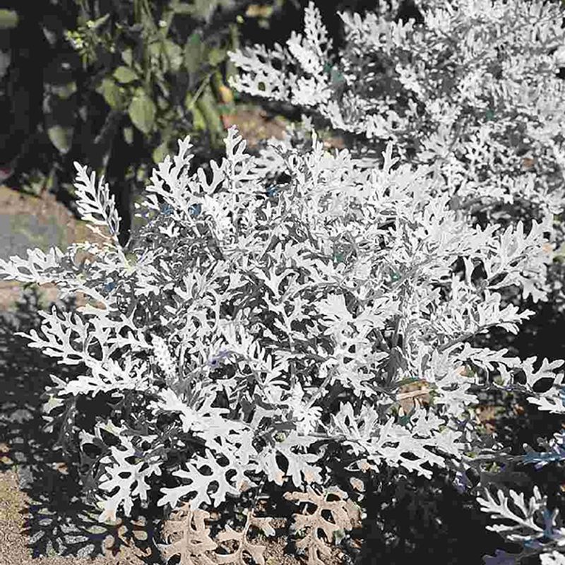 Cineraria Silverdust -Frø- Sølvblad