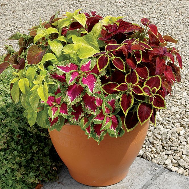 Hovedbilde Coleus Wizard Mix -Frø- Spragleplante
