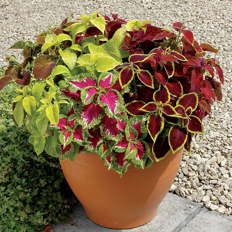 Coleus Wizard Mix -Frø- Spragleplante