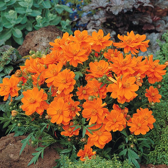 Hovedbilde Cosmos Cosmic Orange -Frø- Pyntekorg 