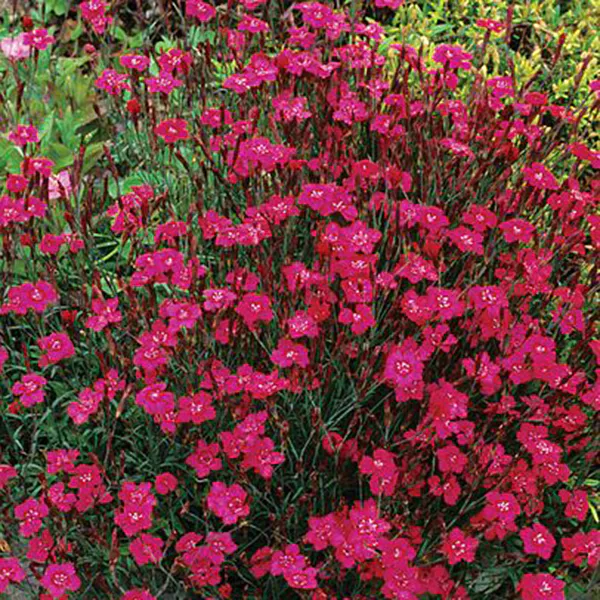 Hovedbilde Dianthus Maiden Pink -Frø-Nellik
