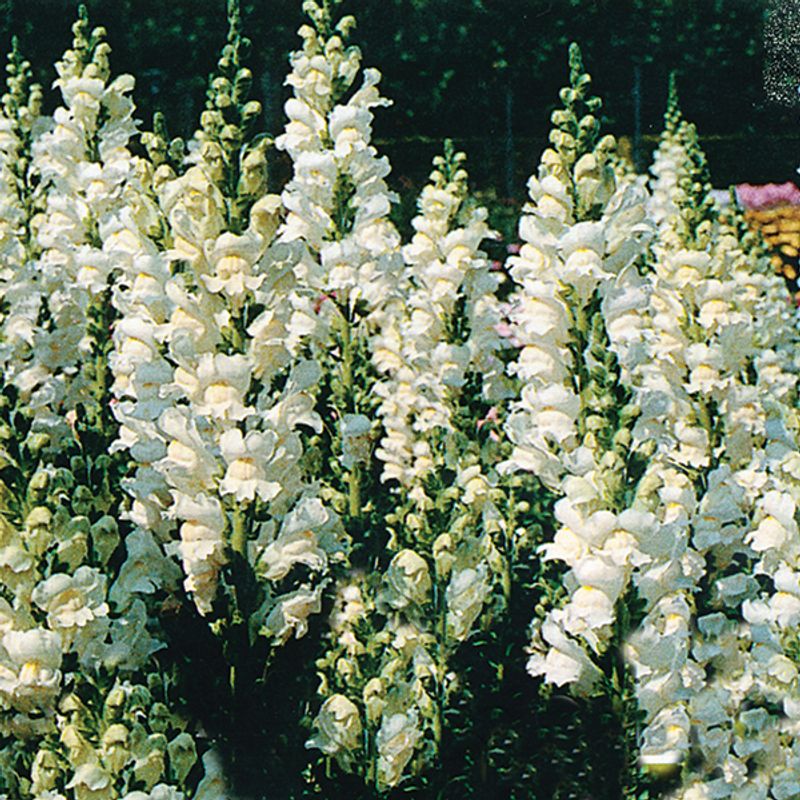 Antirrhinum Floral Showers White F1 - Frø -  Løvemunn