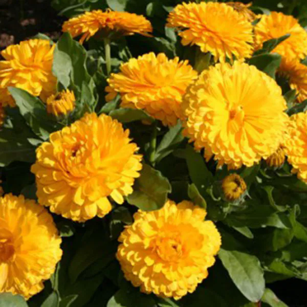 Hovedbilde Calendula officinalis Lemon Twist - Frø - ...