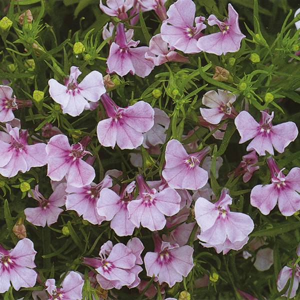 Bilde av LOBELIA ‘Riviera Lilac’