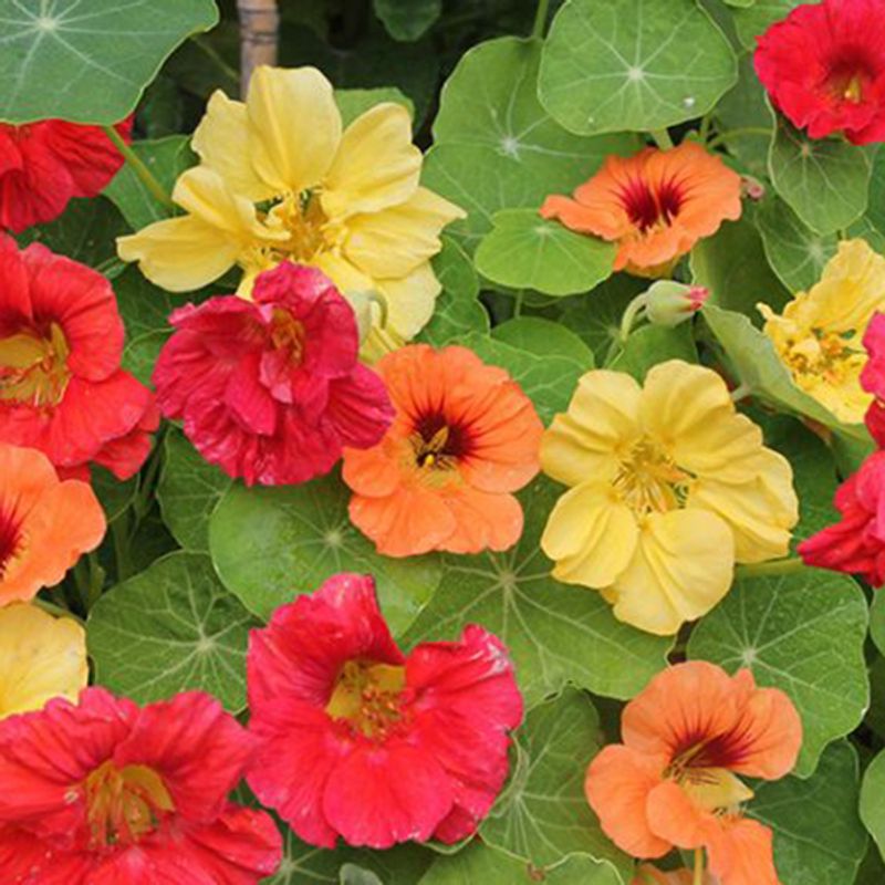 Tropaeolum Hawaiian Mix -Frø- Blomkarse
