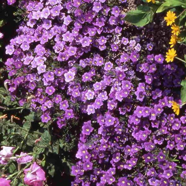 Bilde av Nierembergia Purple Robe -Frø-