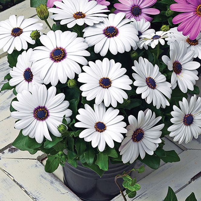 Hovedbilde Osteospermum  Asti White -Frø- Spansk Margeritt