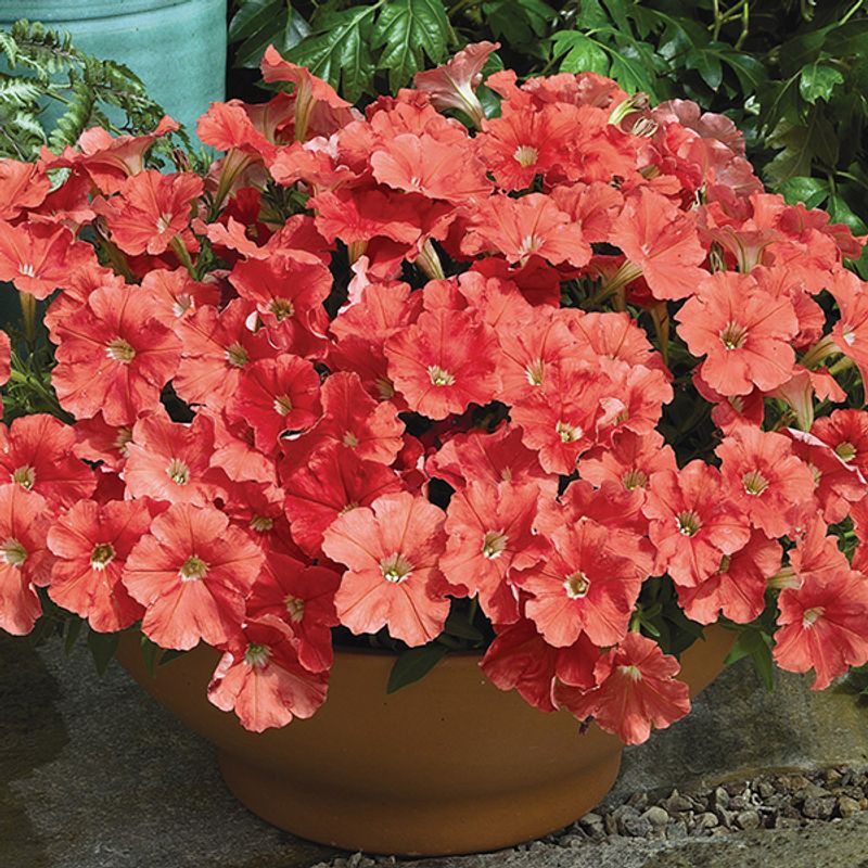Petunia milliflora Picobella Salmon  F1 -Frø-
