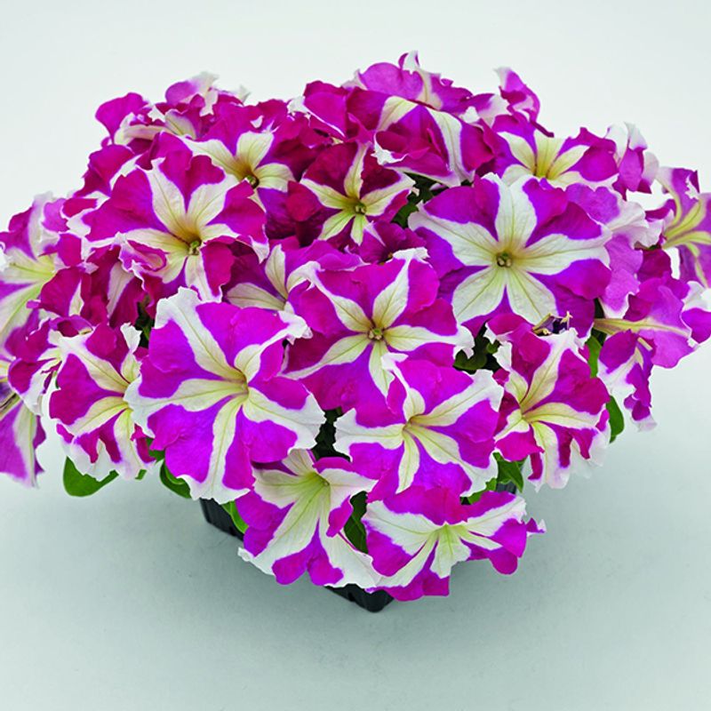 Petunia  HD Rose Star F1 -Frø-