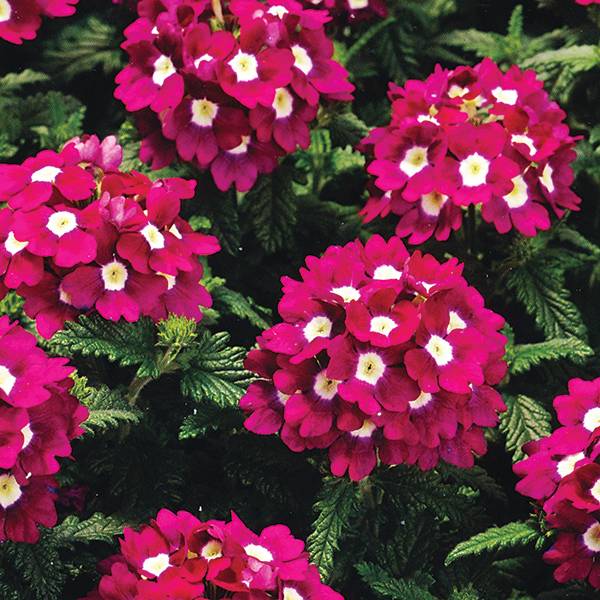 Bilde av Verbena Tuscany Violet with Eye -Frø-