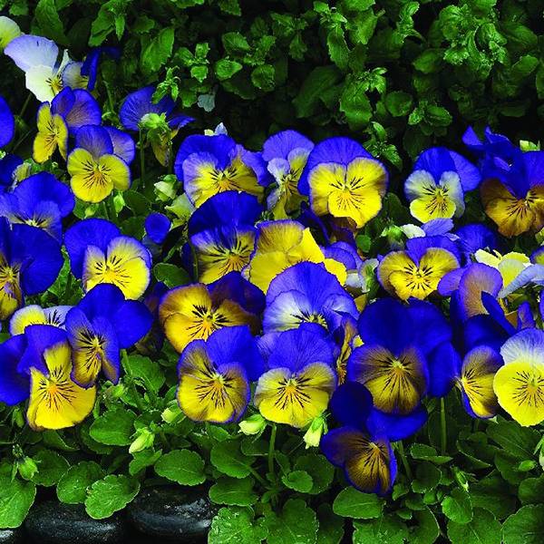 Bilde av Viola wittrockiana Mariposa Blue over Yellow F1