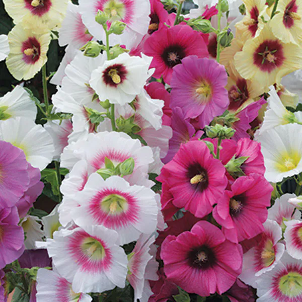 Hovedbilde Alcea Rosea Halo Mix -Frø- Stokkrose 
