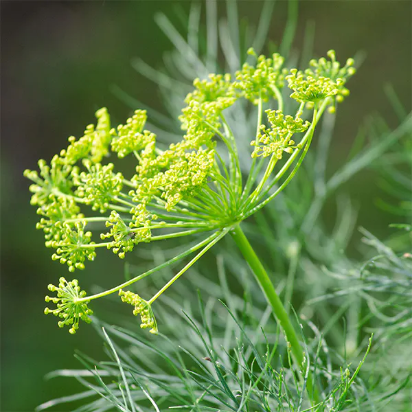 Hovedbilde Dill Anethum graveolens -Frø-