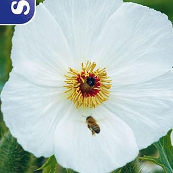 Hovedbilde Argemone -Frø- Piggvalmue