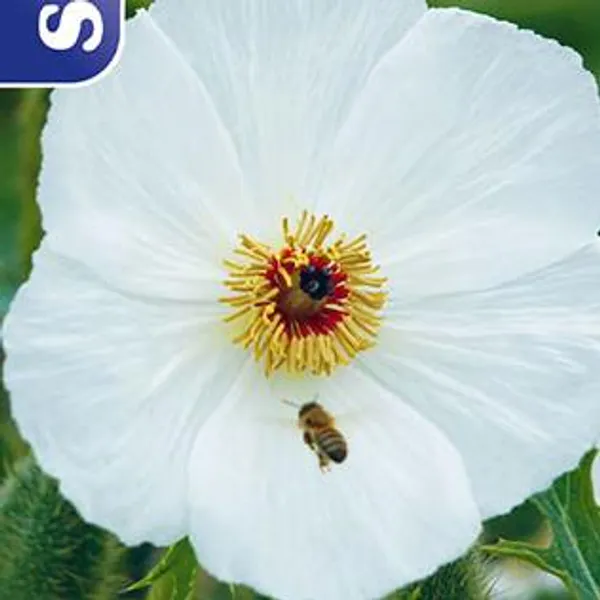 Hovedbilde Argemone -Frø- Piggvalmue