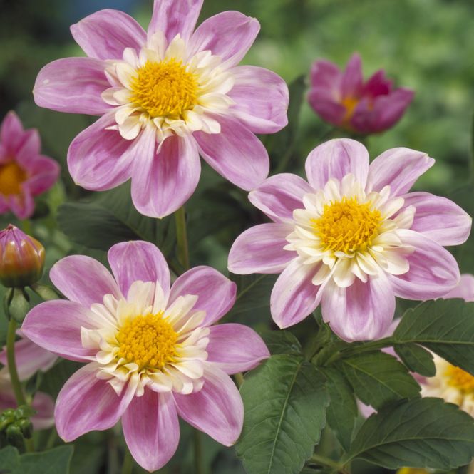Hovedbilde Dahlia Impression Famosa - 1 knoll