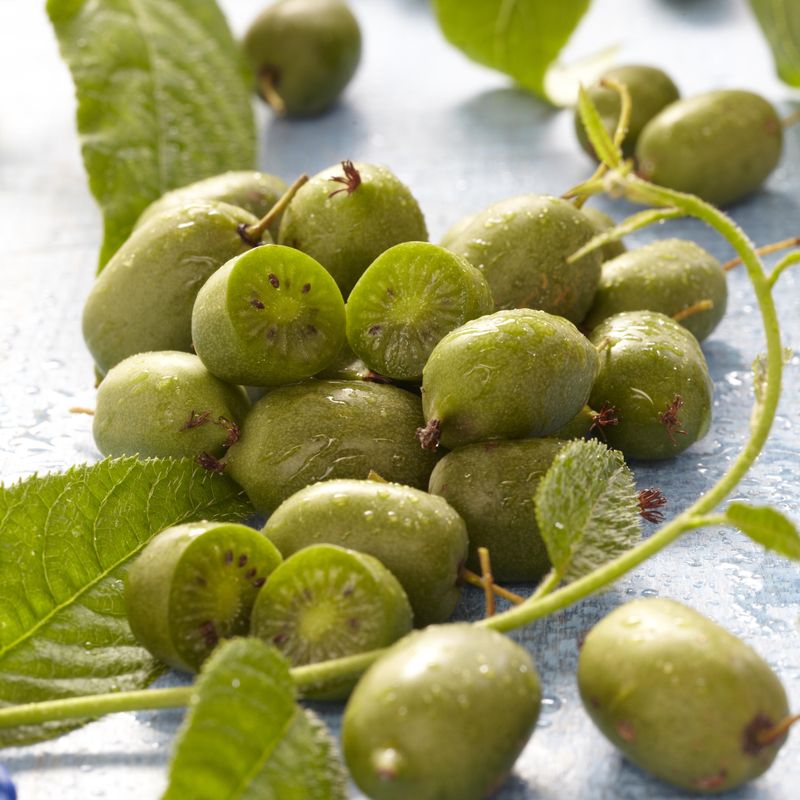 Mini Kiwi Actinidia arguta Issai - i 9 cm potte