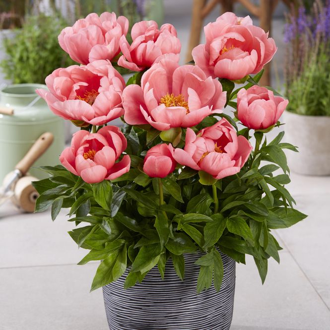 Hovedbilde Paeonia lactiflora Moscow. Silkepeon - 1 rot