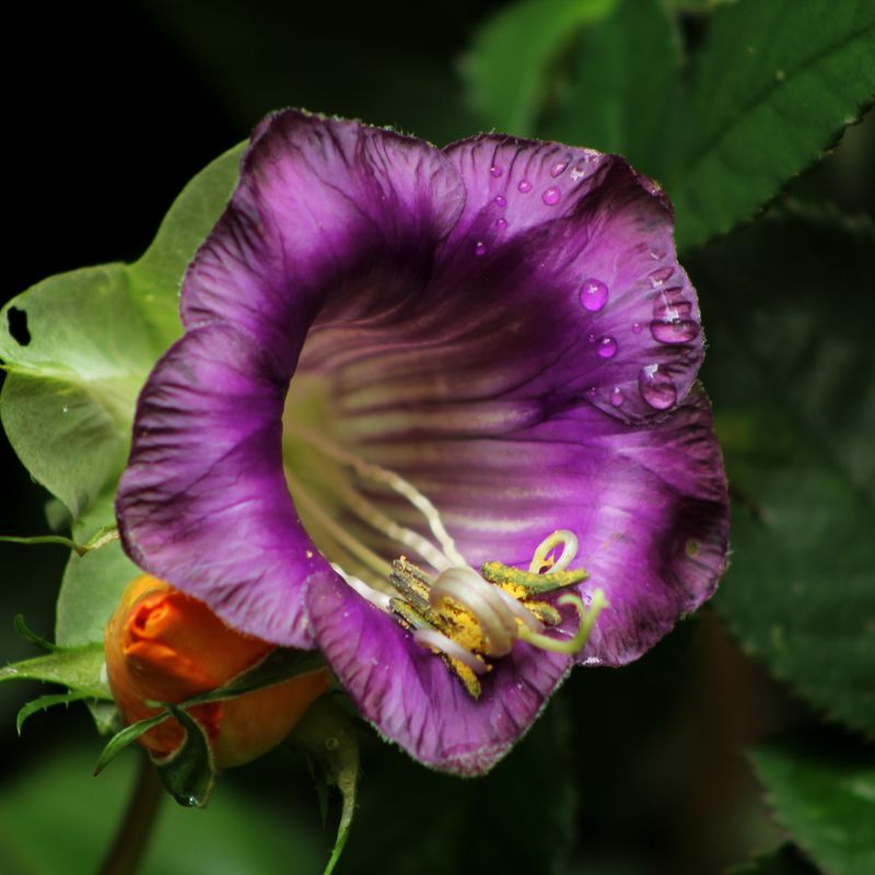 Cobaea Scandens -Frø- Klokkeranke