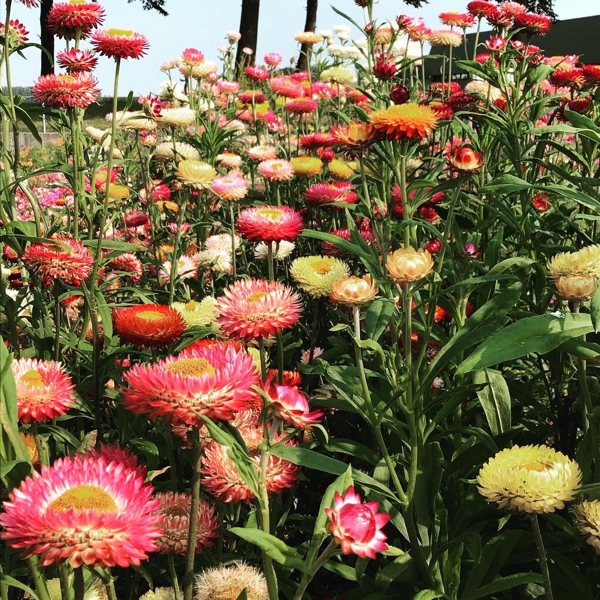 Helichrysum Bract. Tom Thumb Mix. Stråblom -Frø-