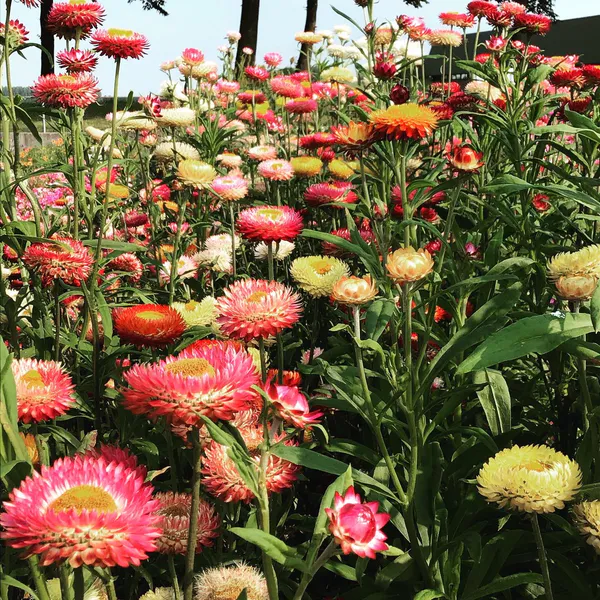 Hovedbilde Helichrysum Bract. Tom Thumb Mix. Stråblom -Frø-