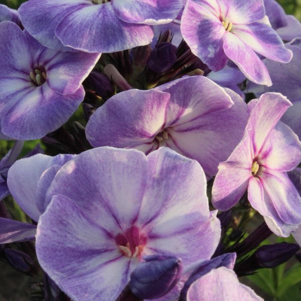 Hovedbilde Phlox paniculata Younique Old Blue. Høstfloks  1 ...
