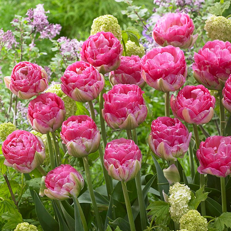 Tulipan Pinksize - 5 løk