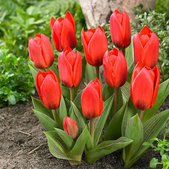 Hovedbilde Tulipan Showwinner- 10 løk