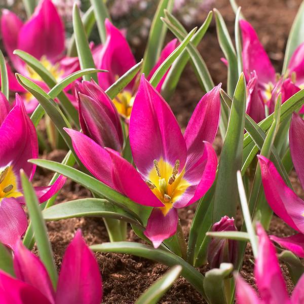 Bilde av Botanisk tulipan Eastern Star - 10 løk - Nyhet!