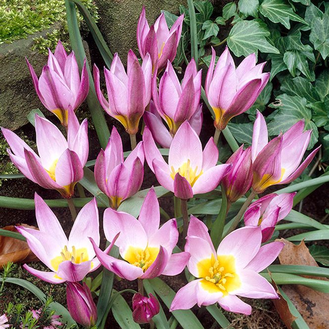 Hovedbilde Botanisk tulipan Pulchella Humilis - 6 løk