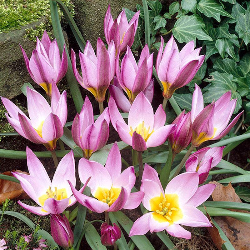 Botanisk tulipan Pulchella Humilis - 6 løk