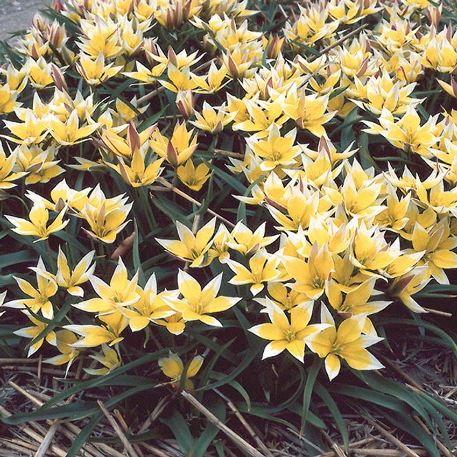 Hovedbilde Botanisk tulipan Tarda - 15 løk