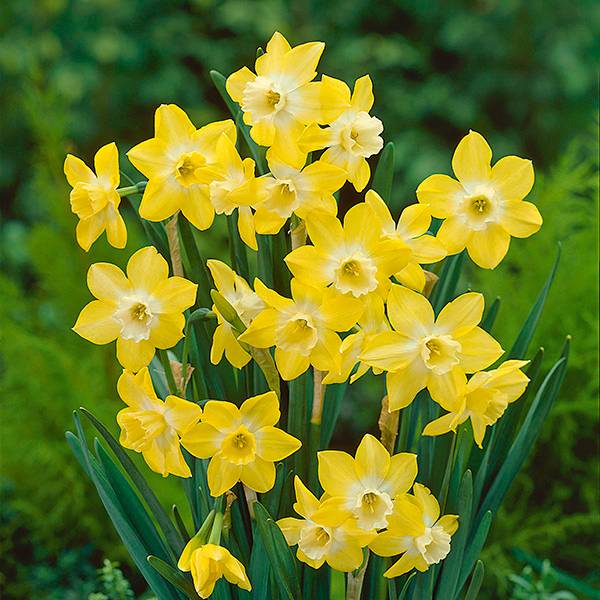 Bilde av Narsiss Pipit, Narcissus jonquilla - 8 løk -