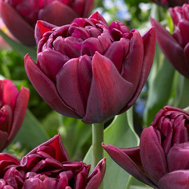 Hovedbilde Tulipan Allison Bradley - 6 løk