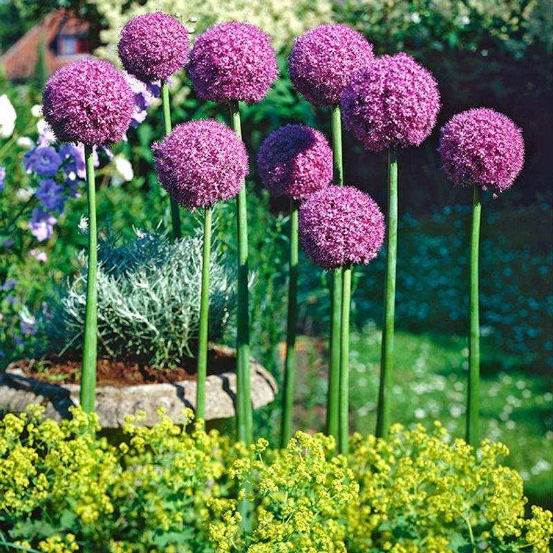 Allium Ambassador - 1 blomsterløk