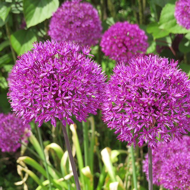 Hovedbilde Allium Purple Sensation - 10 løk
