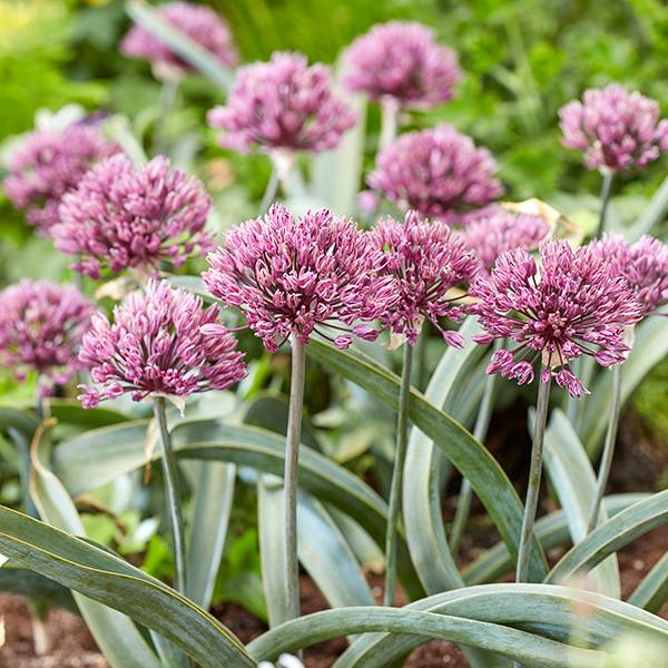 Bilde av Allium Londen - 5 løk - Nyhet!