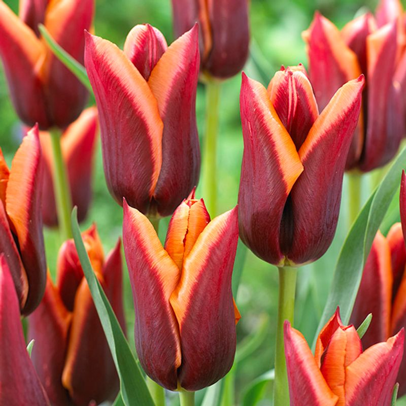 Tulipan Muvota - 10 løk